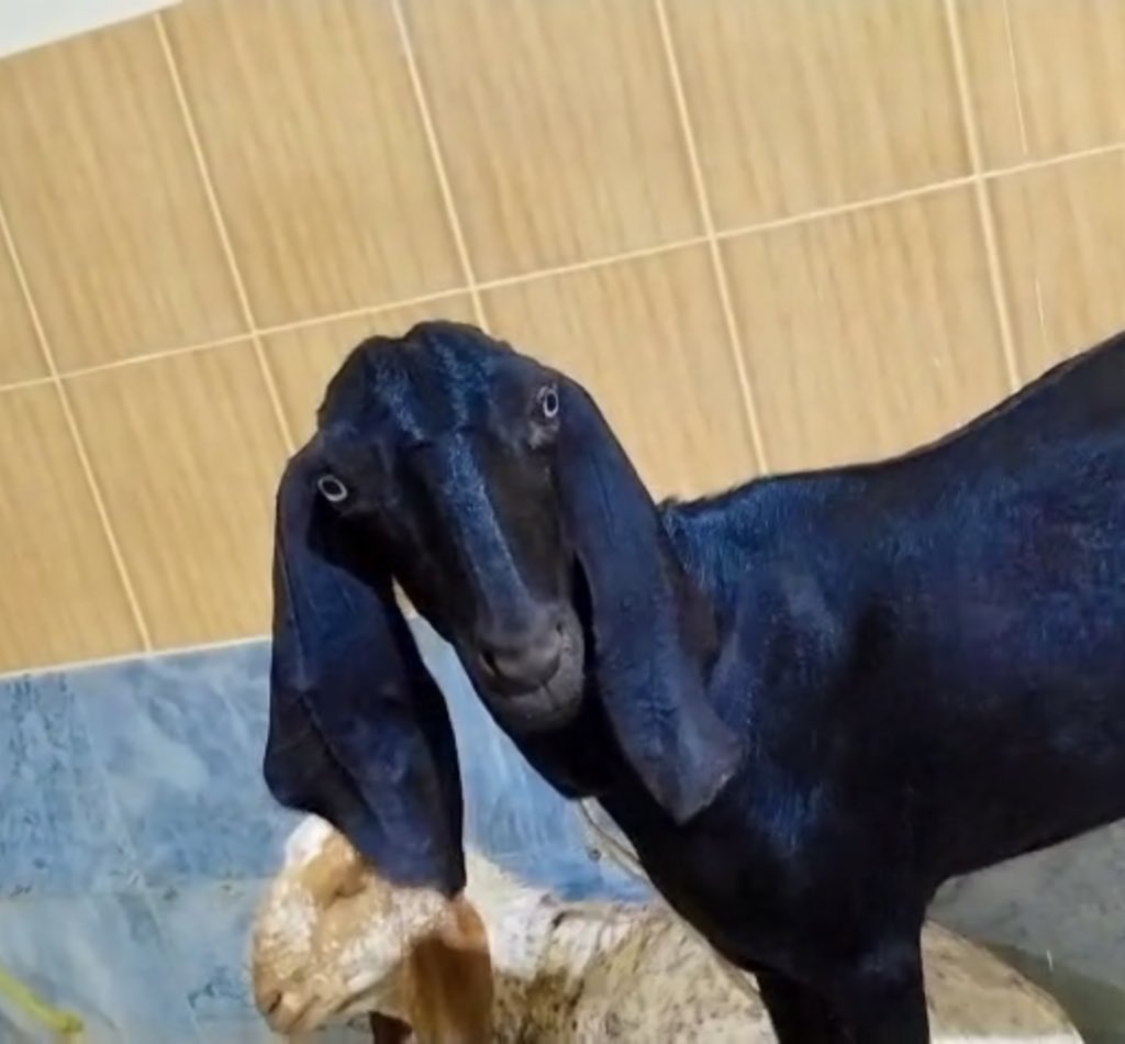 Yamna🕸 tweet media