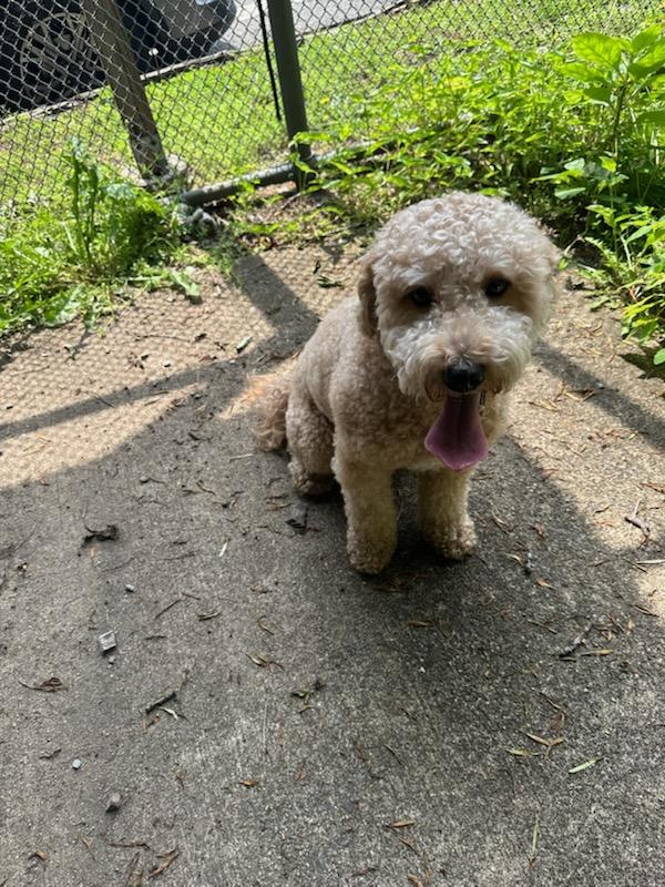 FOUND DOG! Anyone missing this handsome pup? He was found on Myrtle Street near Baltimore Avenue. He has no tags and no microchip. If you know the owner, call the Police Desk at 908-272-2222.