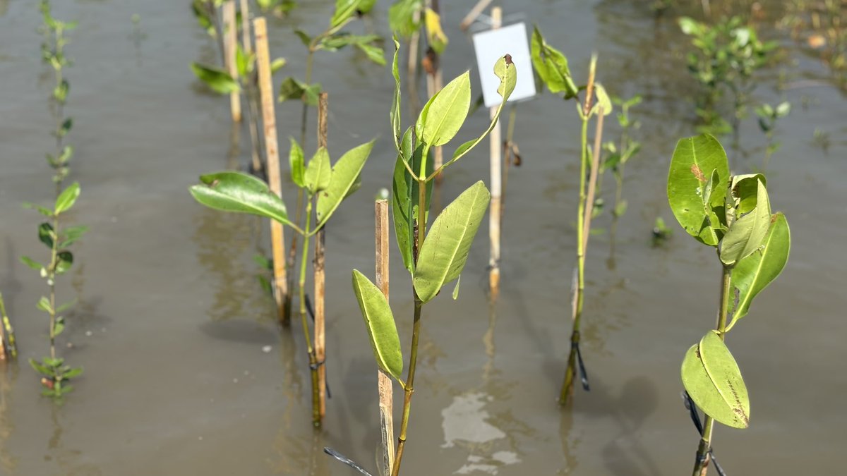 jhcn66's tweet photo. for #HAECHAN birthday💗
Project by @jhcn66 &amp; @deedeeev 

Adopsi tanaman mangrove atas nama 
"LEE HAECHAN " 
semoga dengan adanya penanaman mangrove ini memiliki banyak manfaat bagi lingkungan sekitar🫂💗

#찬란하게_빛날_해찬이의_스물여섯
#25SunKissesForHAECHAN
#HAPPYHAECHANDAY https://t.co/IFvrX0n3kp