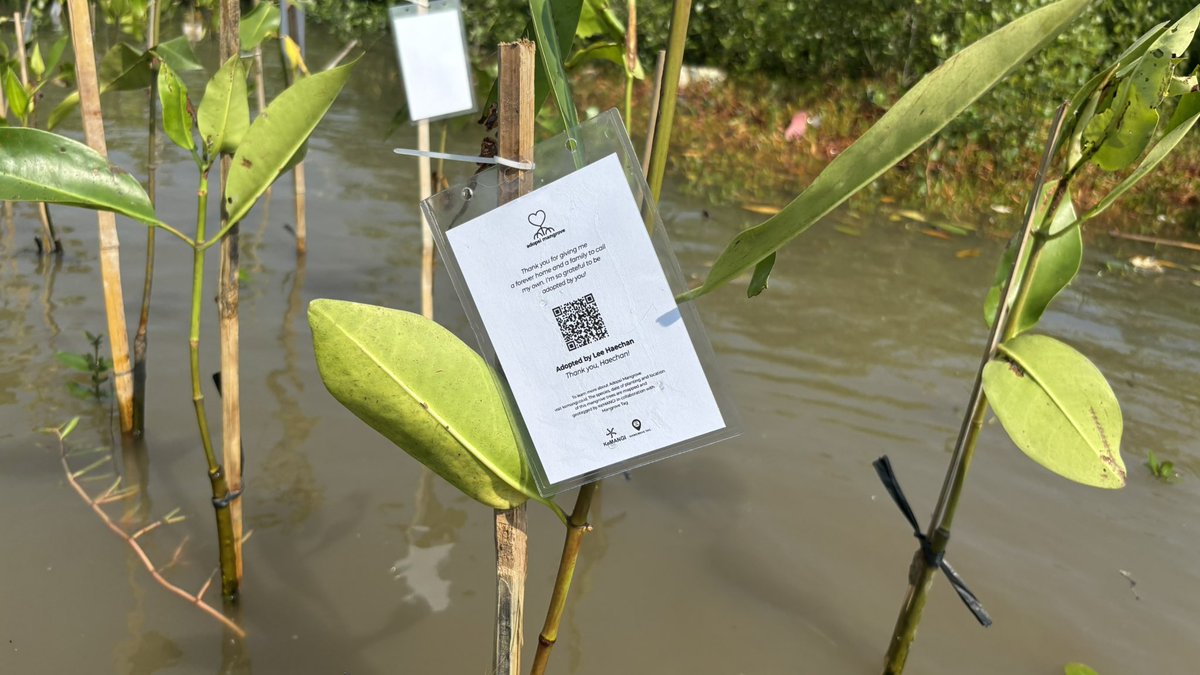 jhcn66's tweet photo. for #HAECHAN birthday💗
Project by @jhcn66 &amp; @deedeeev 

Adopsi tanaman mangrove atas nama 
"LEE HAECHAN " 
semoga dengan adanya penanaman mangrove ini memiliki banyak manfaat bagi lingkungan sekitar🫂💗

#찬란하게_빛날_해찬이의_스물여섯
#25SunKissesForHAECHAN
#HAPPYHAECHANDAY https://t.co/IFvrX0n3kp