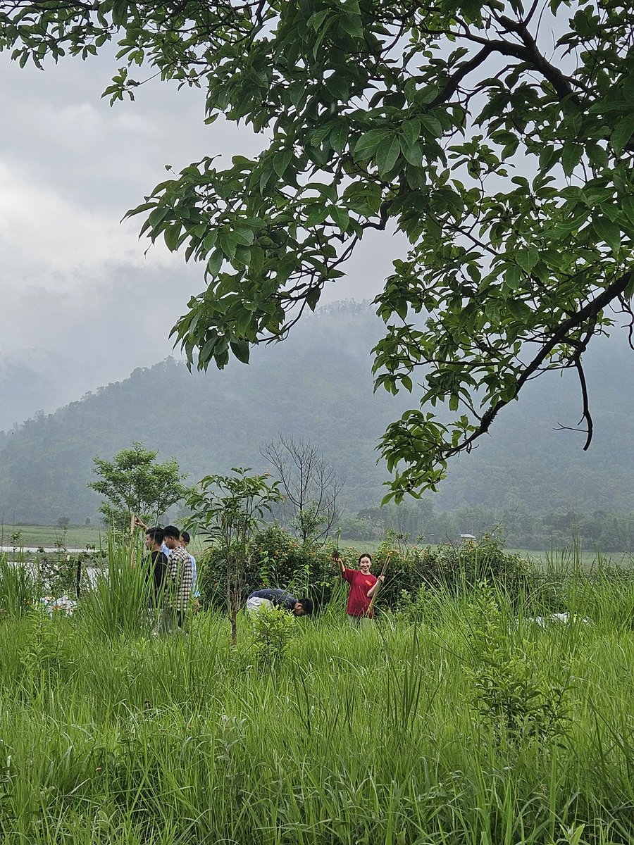 NssUcc's tweet photo. NSS Unit, UCC organized a Plantation Drive in collaboration with BSI to commemorate World Environment Day. Volunteers, faculty and staff actively participated in the initiative, contributing to a greener and more sustainable environment. @nss_rdguwahati @NehuNss @SNONSSMeghalaya https://t.co/TUfovu5ViF