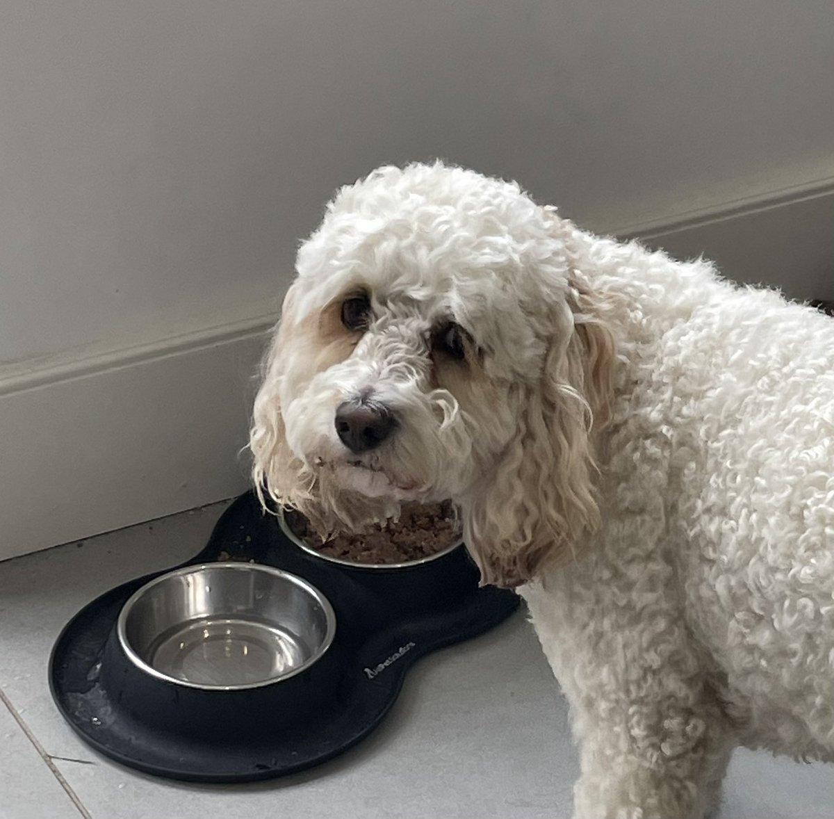 Daisy Dog tweet media