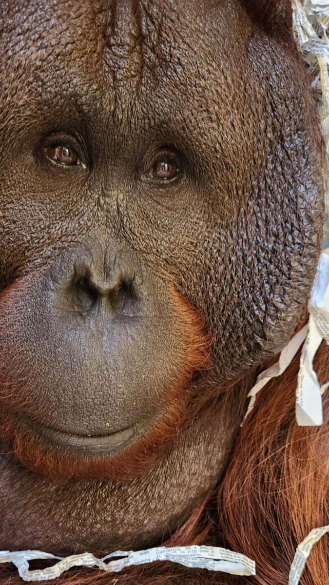 POV: You are a zoo keeper saying good morning to Isim the Bornean orangutan! 🦧👋

📸: Animal Keeper Jennifer Hansen