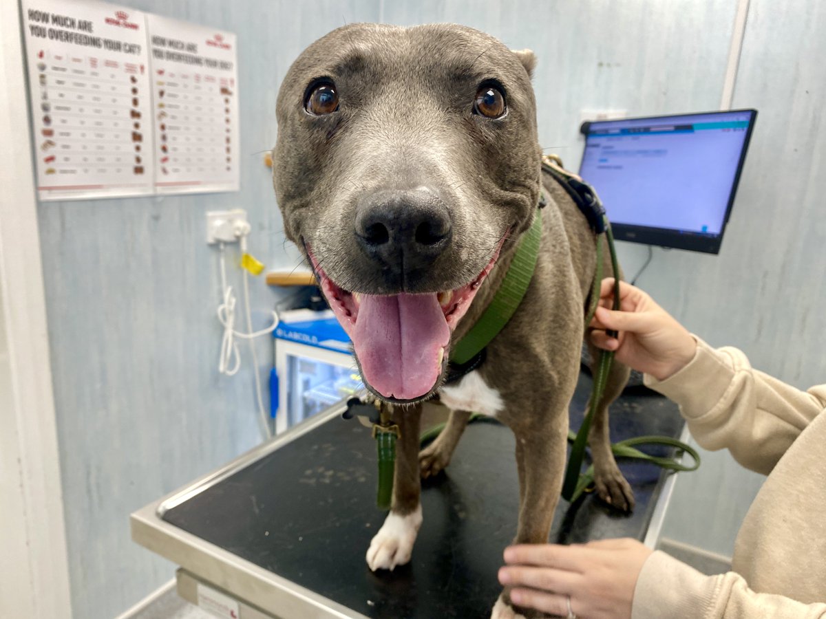 Meet very smiley staffie x whippet Kingsley, visiting us for a recheck after he had a huge swelling on the side of his face last week. As you can see, Kingsley's responded really well to his antibiotics/painkillers &amp; is now back to his usual, cheeky, happy self! #AnimalWelfare