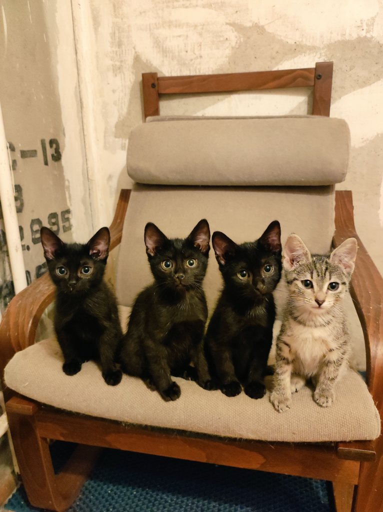 ребят, молю, помогите закрыть долг за аренду приютика 🥺🙏 осталось собрать 18100 рублей 🙏

5536914169063991 тинёк
2202206393055004 сбер
2200153971889168 альфа
9219611572 тлф на все карты
Екатерина О.

мы с котами будем очень благодарны за любую помощь 💖