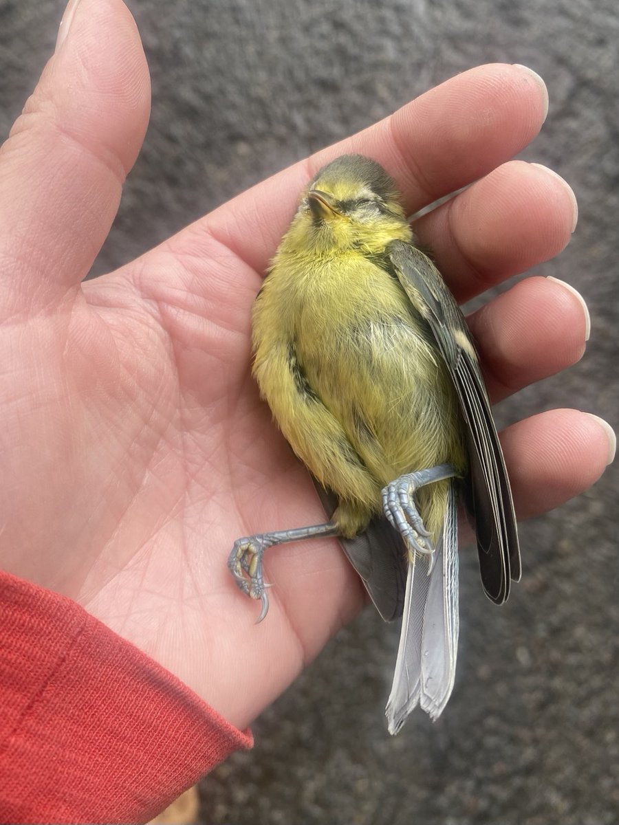 The car in front of me just accidentally killed this fledgling blue tit. I couldn’t bear to leave it on the road. Please try to watch out for the little ones. They’re flitting out of verges happily until they collide with us.