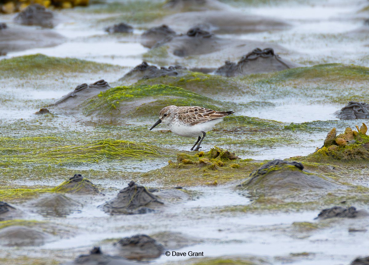 gullman1066's tweet photo. Western Sandpiper still showing well at Maidens this morning. @ayrshirebirds https://t.co/vn5BGyUEds
