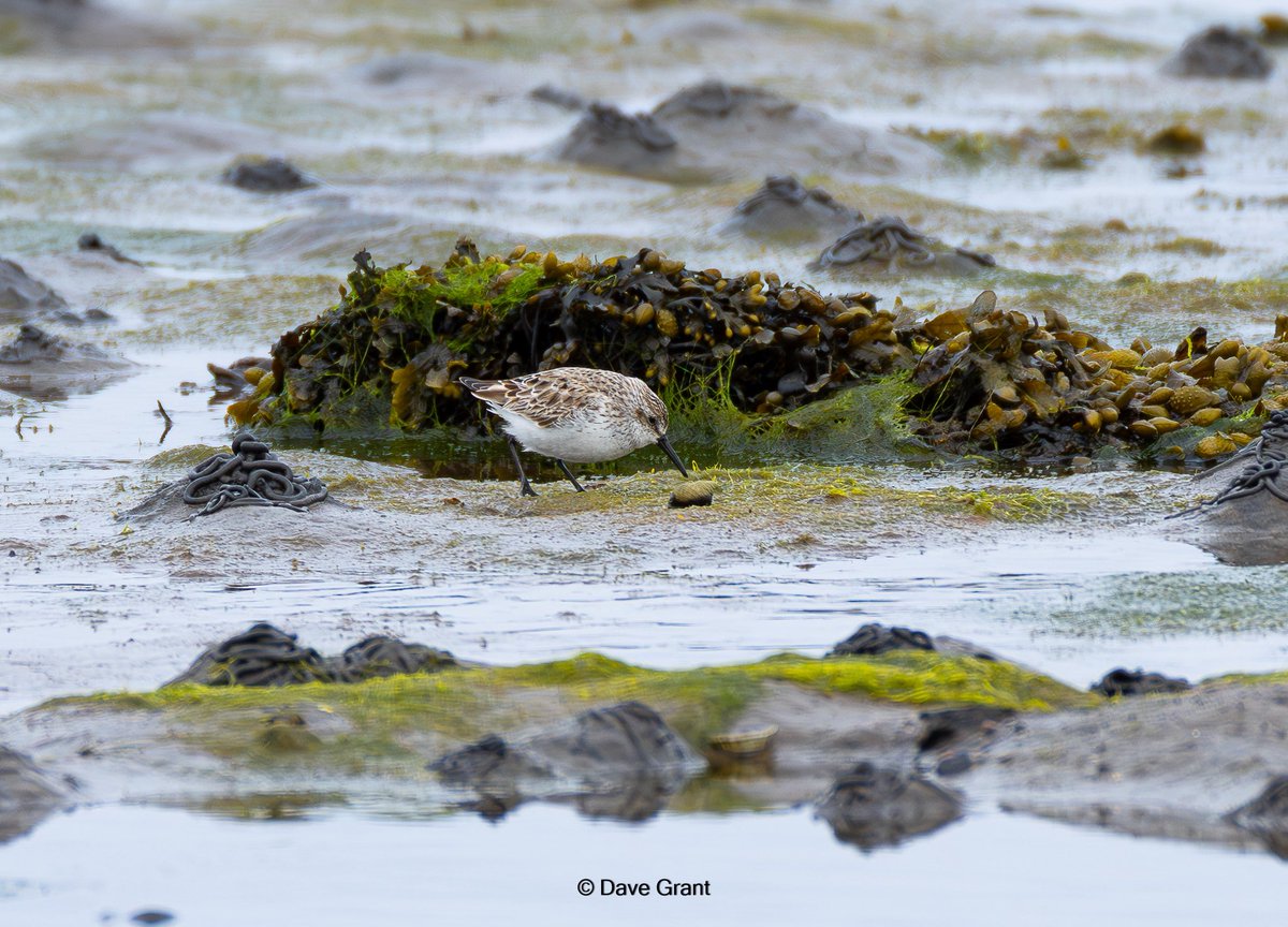 gullman1066's tweet photo. Western Sandpiper still showing well at Maidens this morning. @ayrshirebirds https://t.co/vn5BGyUEds