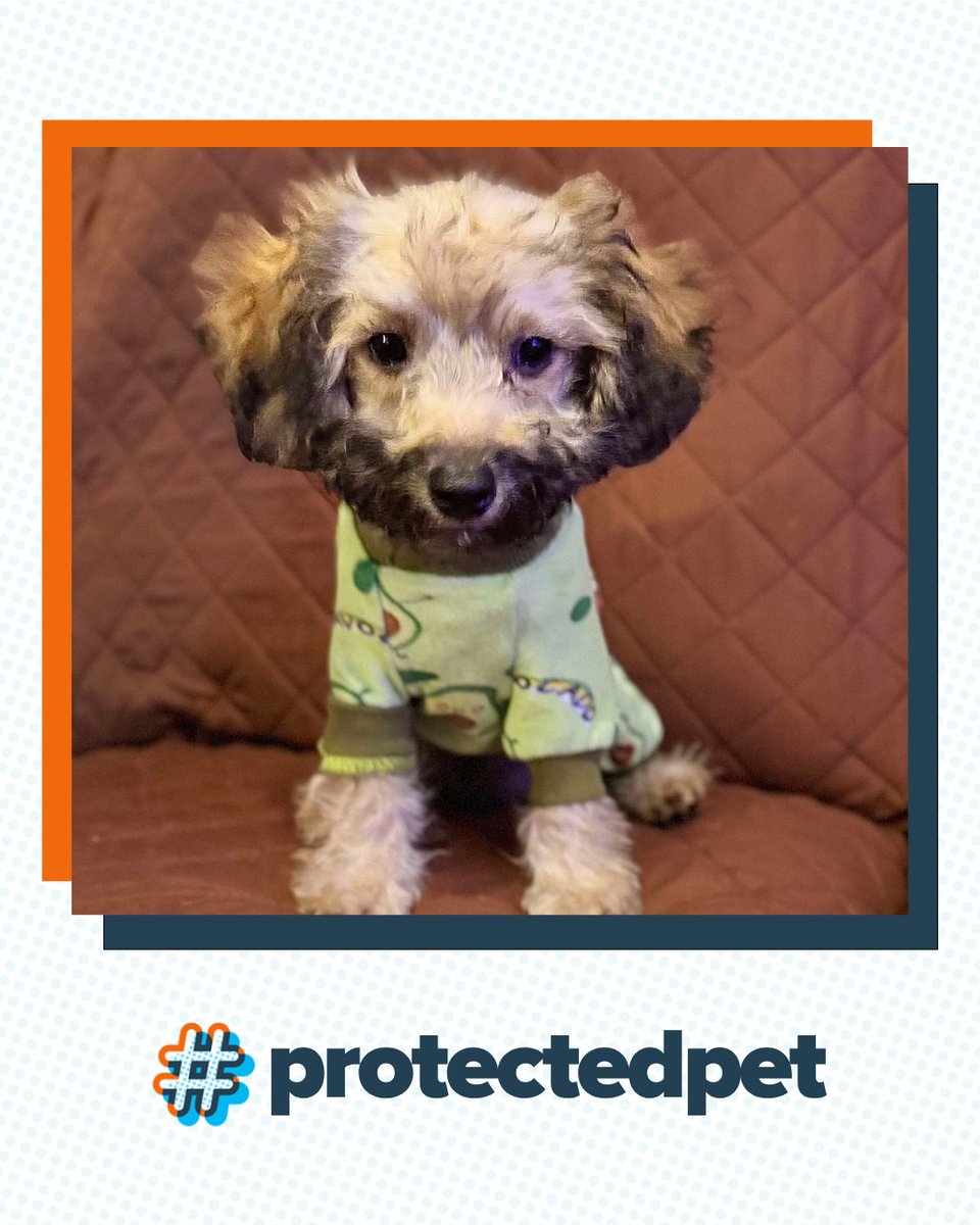 ASPCA Pet Insurance (@aspcapetins) on Twitter photo Leo is a #ProtectedPet with secret superhero status. His only weakness? Belly rubs 🧡
📸: Christina C. Leo is a #ProtectedPet with secret superhero status. His only weakness? Belly rubs 🧡
📸: Christina C.