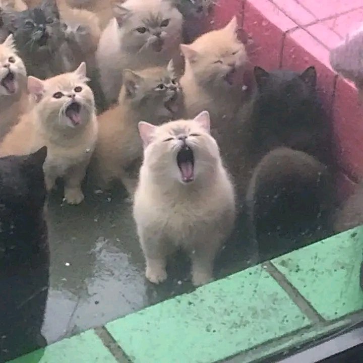 No Context Cats tweet media