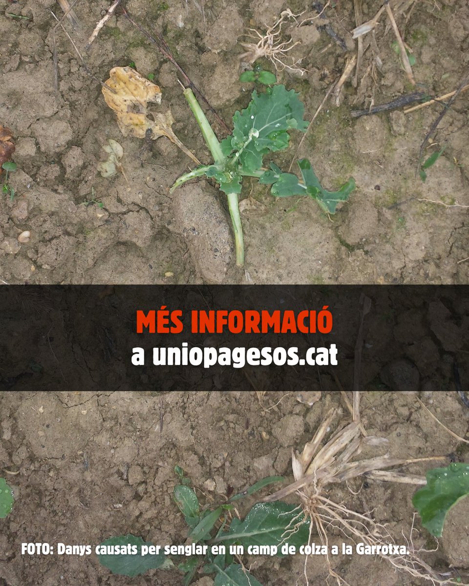Unió de Pagesos (@uniopagesos) on Twitter photo 🐗Lamentem que <a href="/agriculturacat/">Agricultura</a> no ha acceptat les nostres propostes per facilitar les actuacions d’autoprotecció de la pagesia davant dels danys provocats per senglar en el Pla de control poblacional del massís de Rocacorba.
ℹ️Més informació a ➡️ bit.ly/45JdfO2 🐗Lamentem que <a href="/agriculturacat/">Agricultura</a> no ha acceptat les nostres propostes per facilitar les actuacions d’autoprotecció de la pagesia davant dels danys provocats per senglar en el Pla de control poblacional del massís de Rocacorba.
ℹ️Més informació a ➡️ bit.ly/45JdfO2