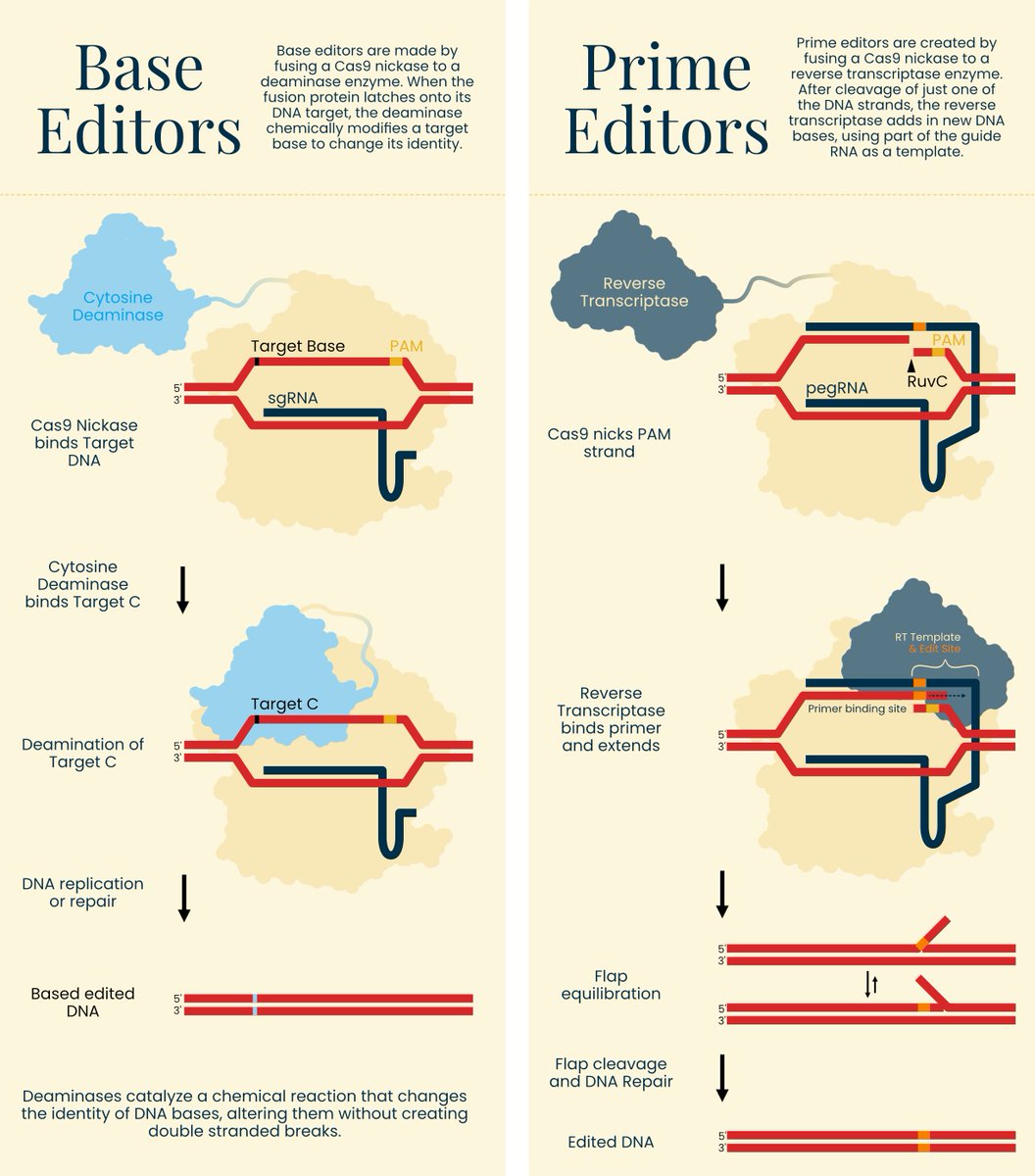 We've been working on this resource for months: A VISUAL GUIDE TO GENOME EDITORS.

Learn how tools like Cas9, Cas13, prime editors, and Bridge editors work - with diagrams!

We hope this becomes a valuable resource for the biology community and students.