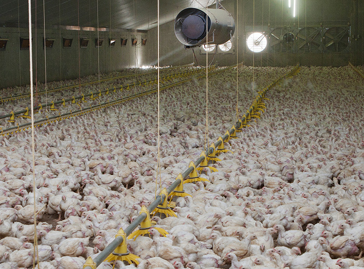 sermo.farm tweet media