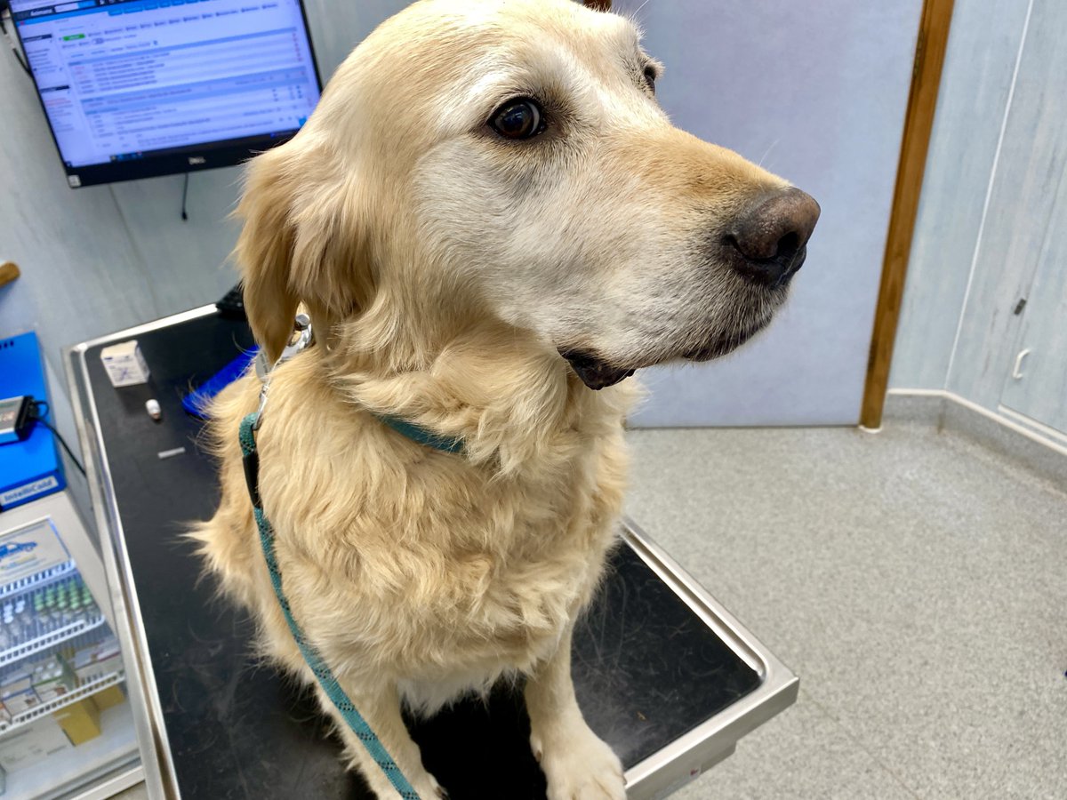 Meet lovely Dotty the rescued Turkish street dog, visiting us for her second, monthly anti-itch treatment. If your dog or cat is suffering with an allergy to pollen or anything else in his/her environment, contact your vet ASAP. And please always consider rescue! #AnimalWelfare