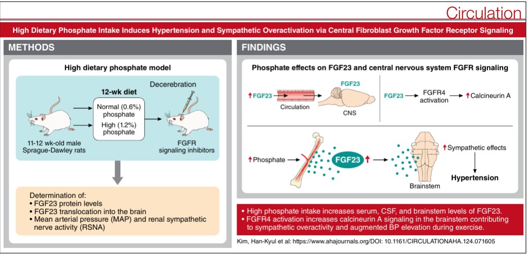 Circulation (@circaha) on Twitter photo High dietary phosphate intake induces hypertension and sympathetic overactivation via FGF23 crossing into the brain, possibly acting via FGFR4 . <a href="/peihengg_heart/">Peiheng Gan</a> @dileepkarrimdphd ahajournals.org/doi/full/10.11… High dietary phosphate intake induces hypertension and sympathetic overactivation via FGF23 crossing into the brain, possibly acting via FGFR4 . <a href="/peihengg_heart/">Peiheng Gan</a> @dileepkarrimdphd ahajournals.org/doi/full/10.11…