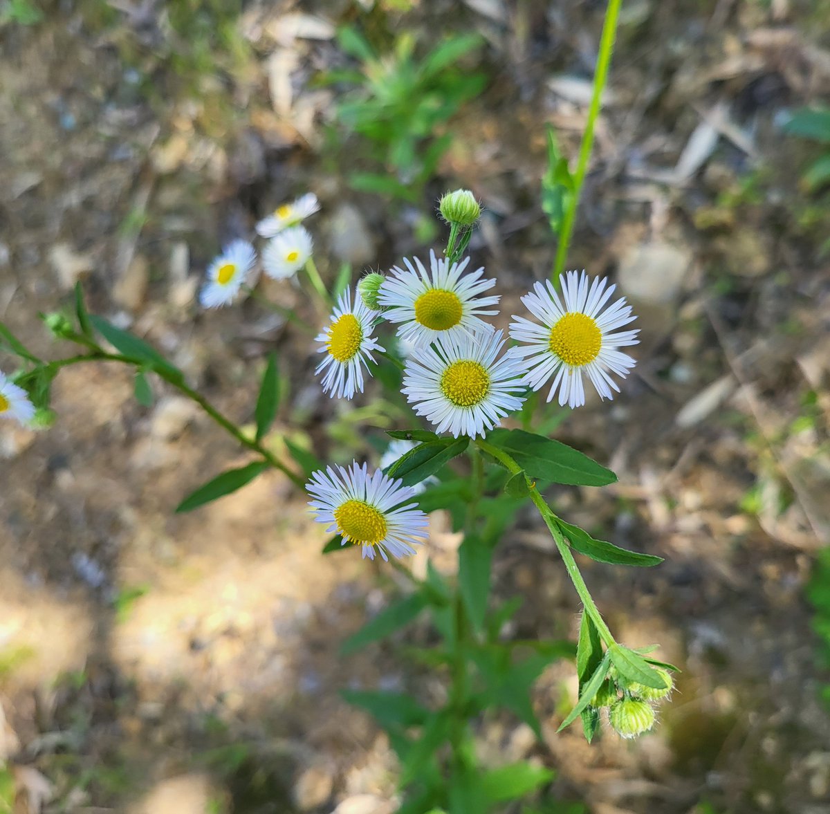 꽃들을 보면...
마음이 환해져요^^
