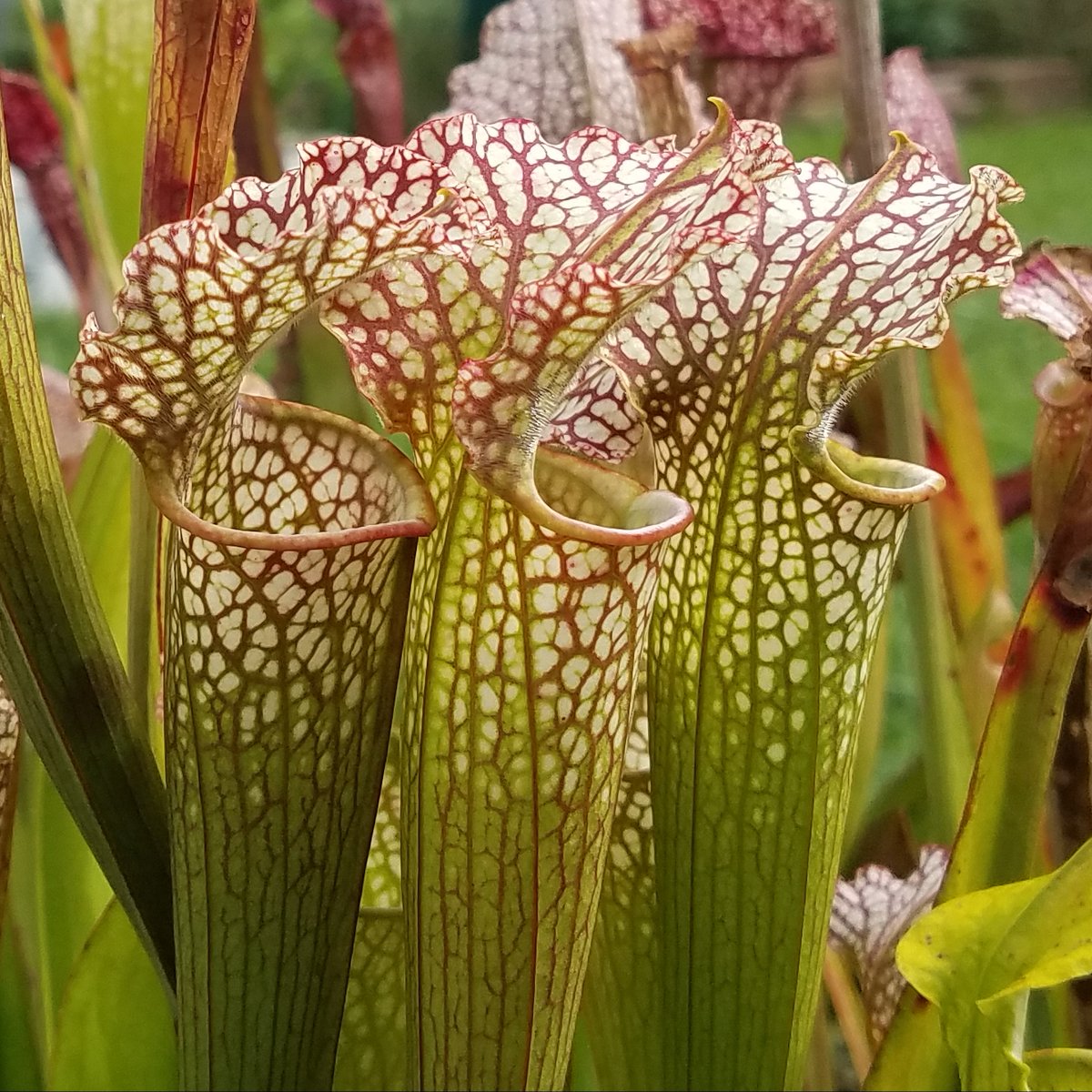 Our Carnivorous Plants Horticulture Class is this Saturday, June 7th at 10 a.m. with Jeff Dull! 😃 Register here ➡️ loom.ly/pXgeRIQ  

#Wellfield #wellcrafted #INElkhartCO #growingcommunity #horticulture #education #learngardening #carnivorousplants