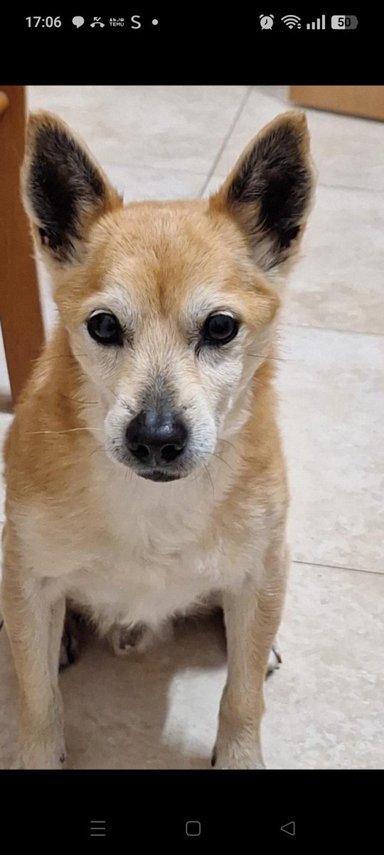 LO HANNO ABBANDONATO, SIMIL PINCHER , 10 ANNI (CRUDELTÀ TERRIBILE)
CERCA UNA FAMIGLIA E AMORE PER SEMPRE♥️♥️♥️🙏🙏🙏🙏
350/119 6942
Grazie ❤️