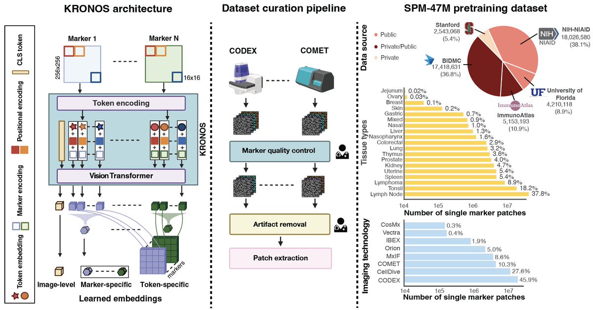 👉📣Introducing KRONOS, a panel-agnostic foundation model purpose-built for multiplex spatial proteomics! Access the pre-print here: arxiv.org/pdf/2506.03373

Trained self-supervised on 47 million single-marker patches spanning 175 protein markers, 16 tissue types, 8 imaging