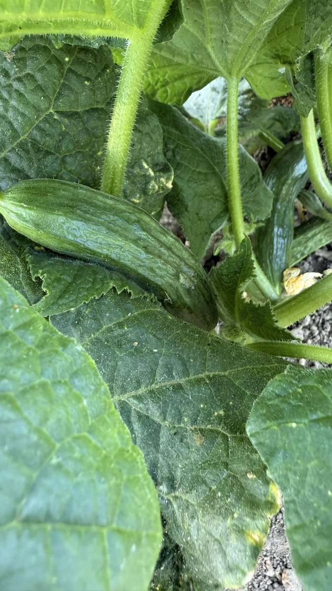 Çengelköy diye almıştım tohumlarını. 

Oldu galiba. 

Yeni gördüm söylenip duruyorlardı salataları görmedi daha diye.