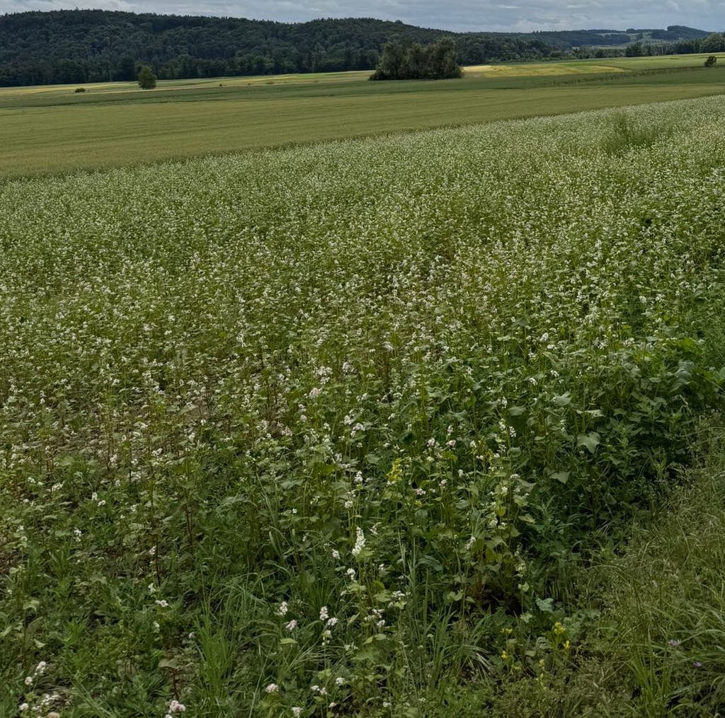 PiratiChomutov's tweet photo. 1/2 🤝 K 70. výročí havárie letadla ve švýcarském Wasterkingenu vznikne ve spolupráci Pirátů a zdejší obce památník připomínající tragédii, při kterém zemřelo v roce 1956 pět členů našeho klubu. https://t.co/AeOmOuZEAW