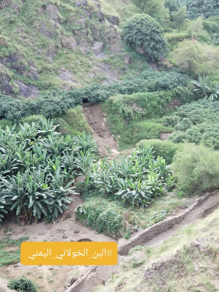 لولا جودة ونكهات #البن_اليمني، لما استساغ الناس #القهوة، فالرشفة الأولى كانت من #حبوب_القهوة_اليمنية، ومن هناك بدأ عشق الملايين لهذا المشروب.