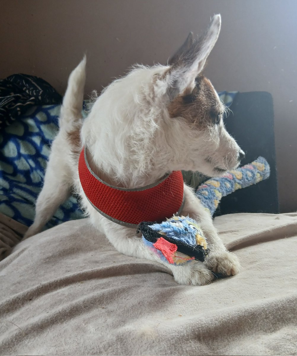 #Paudióg has his favourite an elephant &amp; a snake.... #THANKYOUSOMUCH  💕