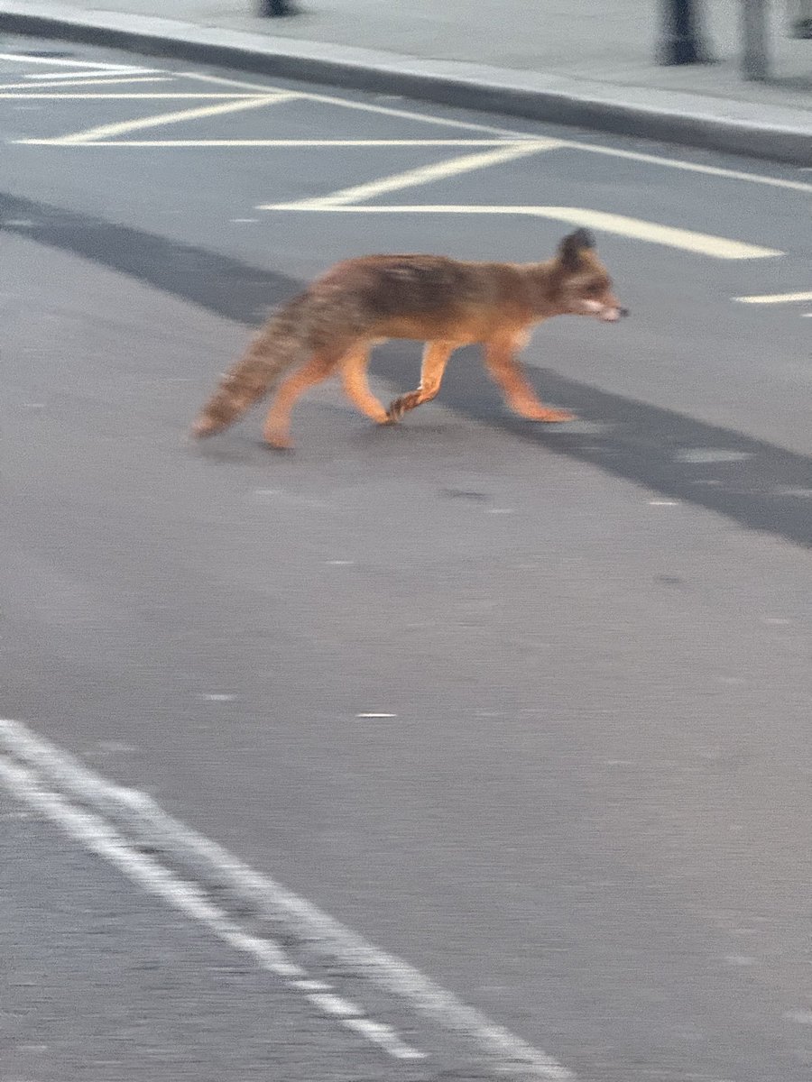 FriendsBCL's tweet image. Mr Fox of South End Green.

#brazen #earlyeve 🦊#foxNW3 #SouthEndGreen