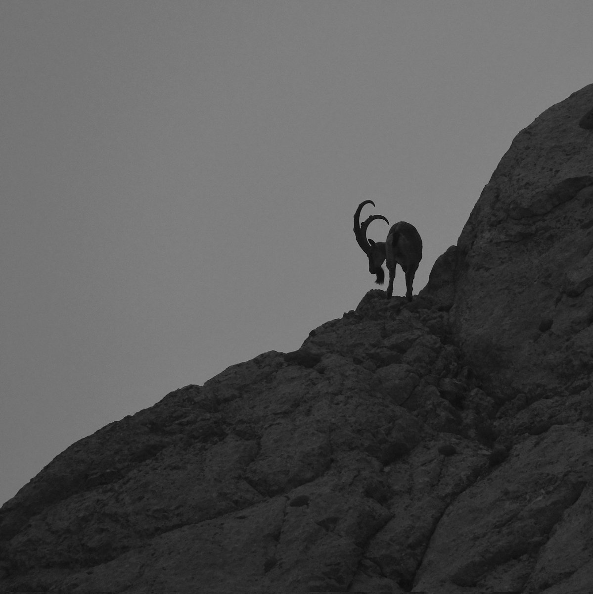 سلطان 🐐👑
بجنورد