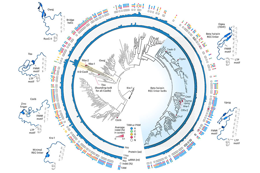Science in Boston (@scienceinboston) on Twitter photo Scientists at <a href="/mcgovernmit/">McGovern Institute</a> and <a href="/broadinstitute/">Broad Institute</a> have re-engineered a compact RNA-guided enzyme they found in bacteria into an efficient, programmable editor of human DNA.
Learn more about their novel protein NovaIscB: bit.ly/43MTpPi
#GeneticEngineering Scientists at <a href="/mcgovernmit/">McGovern Institute</a> and <a href="/broadinstitute/">Broad Institute</a> have re-engineered a compact RNA-guided enzyme they found in bacteria into an efficient, programmable editor of human DNA.
Learn more about their novel protein NovaIscB: bit.ly/43MTpPi
#GeneticEngineering