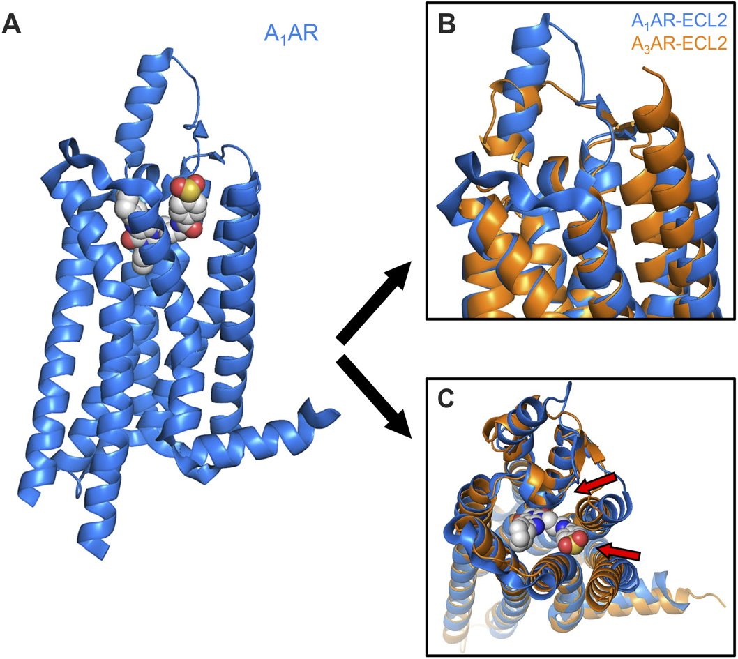 ChemicalScience's tweet image. This latest HOT article from Sangbae Lee, Art Cho and colleagues at inCerebro, Korea University and Atomatrix develops a new method for predicting the binding affinity of ligand-receptor complexes by re-engineering the BAR method.
Read for free!
doi.org/10.1039/D5SC01…