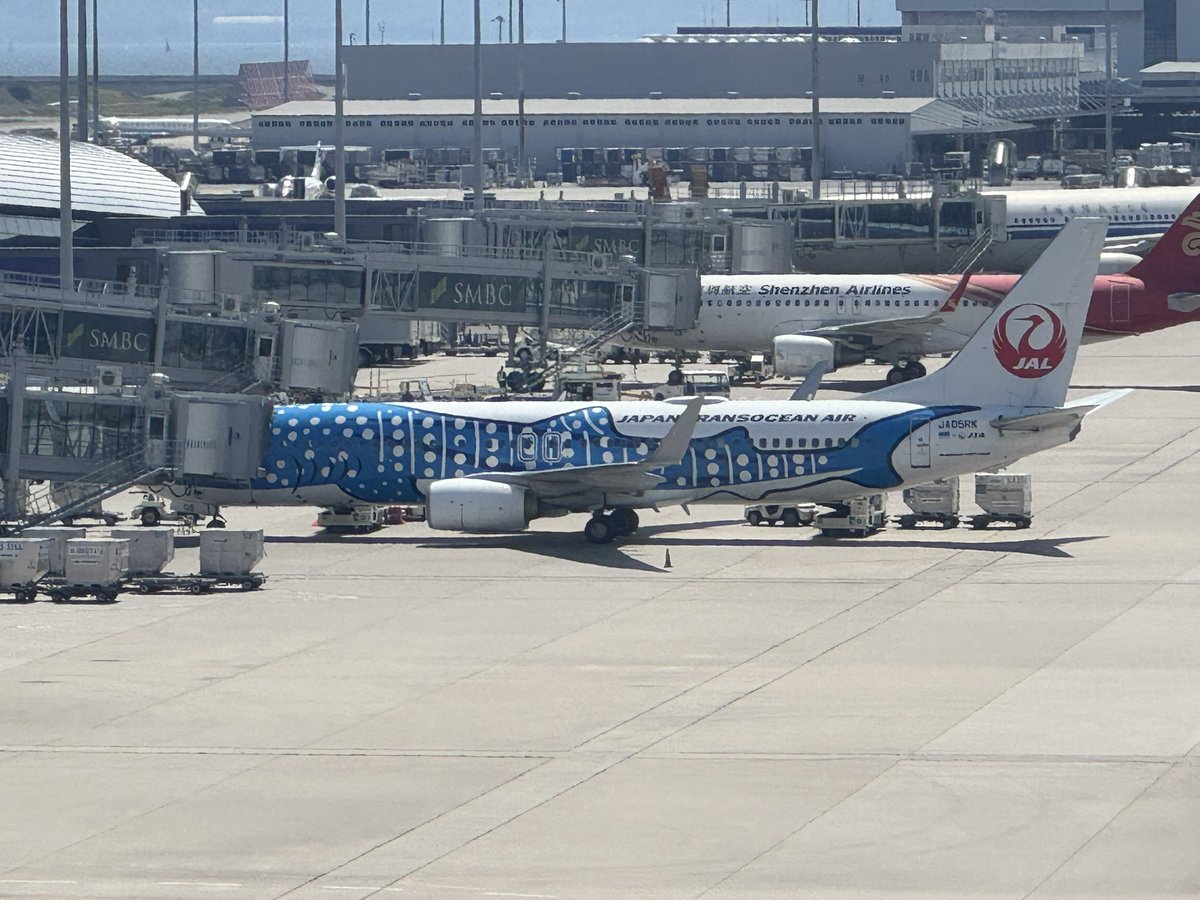 satokky_'s tweet photo. 関空にて
ホヌと思ったらジンベイでした。
普段は関空にはホヌ来ないよね

#jta https://t.co/8aCbDiTIjU