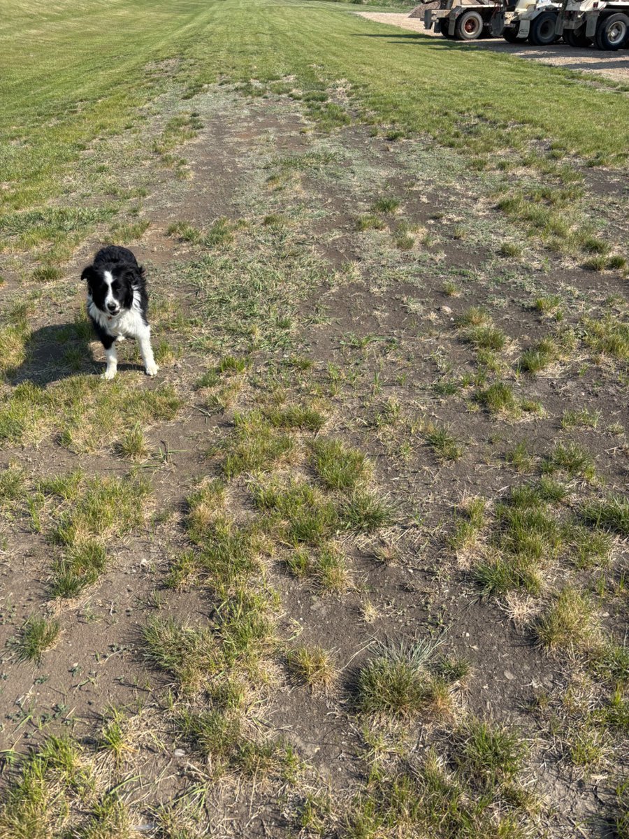 Tom Dooley tweet media