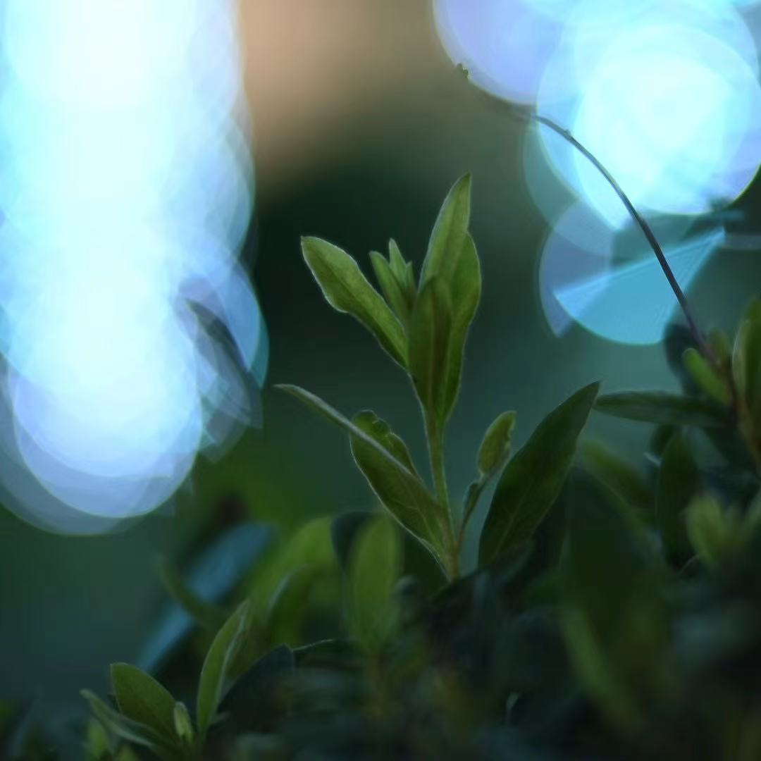 📸 MR. DING 未発売新レンズ 作例公開！
レンズ：Noxlux DG 50mm F1.2

幻想的な玉ボケと、繊細な描写力。
開放F1.2ならではの立体感ある描写をご覧ください。

発売前のスペシャルショットをぜひチェック✅

#2ndfocus #MrDing #NoxluxDG50mmF12 #オールドレンズ #レンズ作例