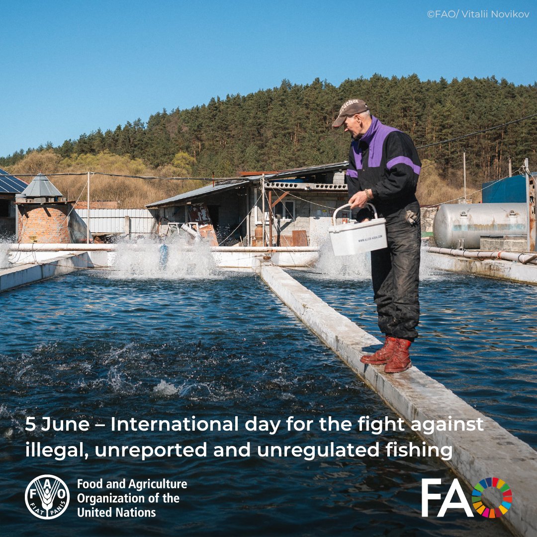 Today is the Int–day against Illegal Fishing.

Around 26M tonnes of fish are caught illegally each year. In 2024, to support legal, sustainable alternatives, FAO assisted 41 aquaculture farmers and 77 families in Ukraine, helping them earn income and stay in their hromadas.
