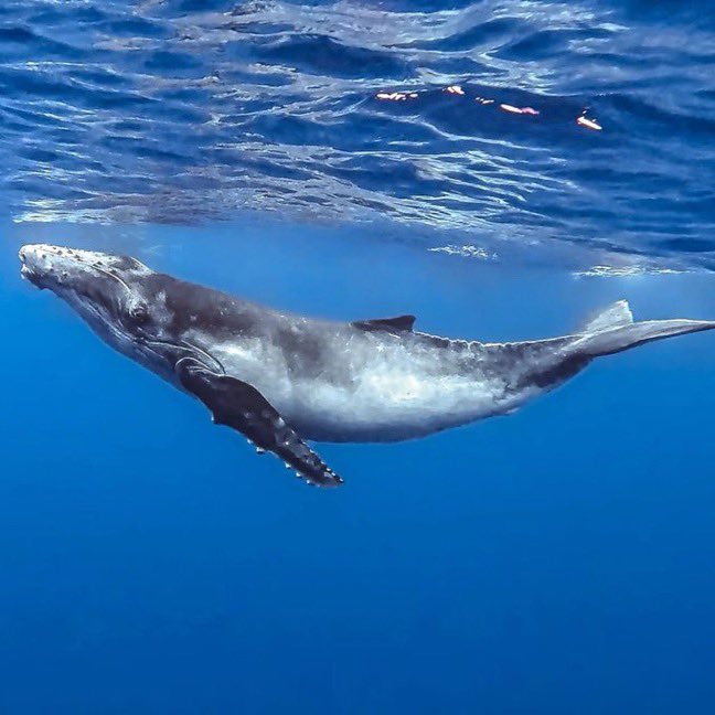 A whale just bought 3,046 $ETH worth $7.97 million on Binance.

WHALES ARE LOADING UP! 🔥