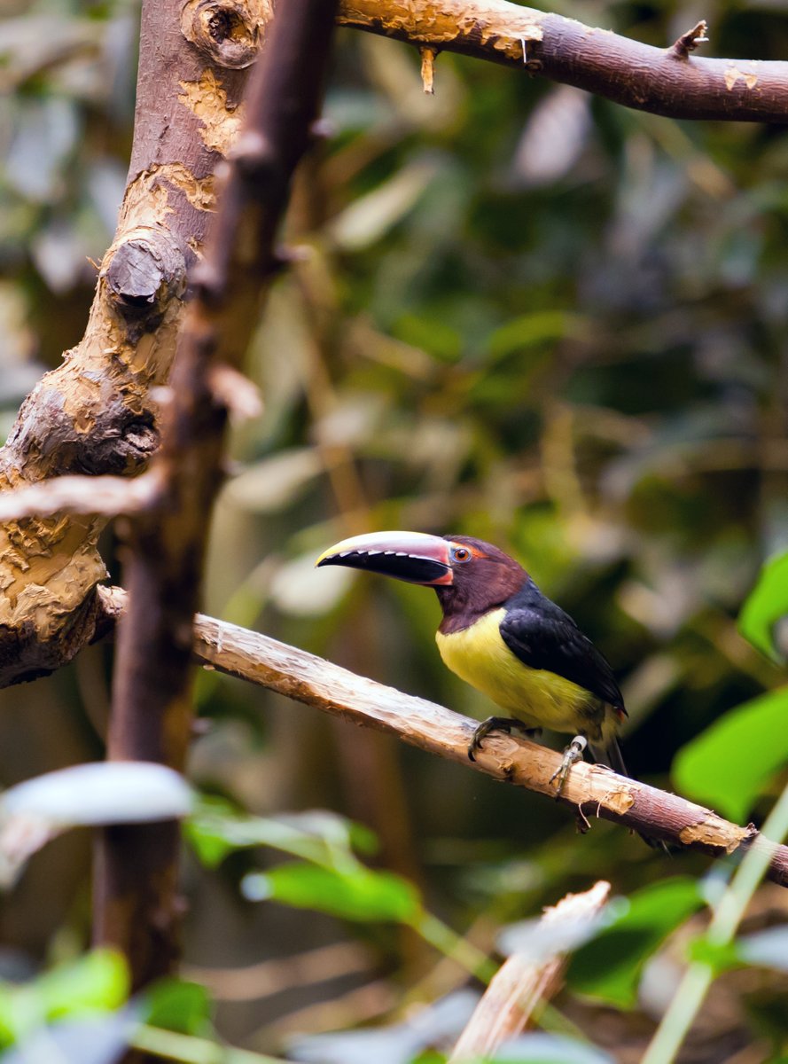 Toucans populate the rain forests of #Brazil. They are colorful and amazing creatures.