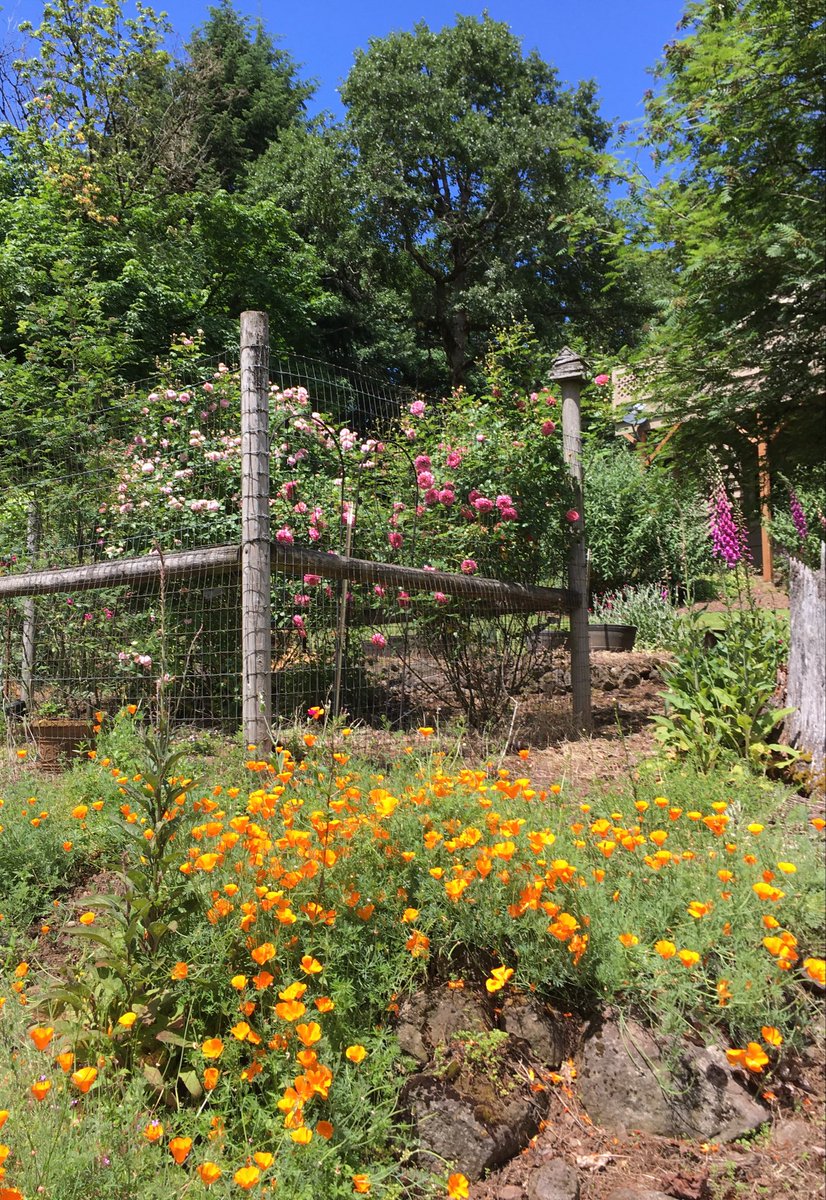 fishhouse8's tweet image. Roses climb deer fence
Boundaries etched in wire
Fragrant breeze breaks free
…my 📸
#haiku #nature #snippets