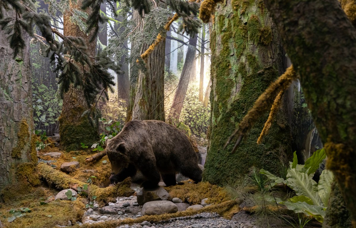 This is an exhibit in #Victoria's <a href="/RoyalBCMuseum/">Royal BC Museum</a>
