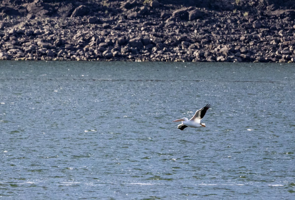 A White Pelican circling into the wind to land at #Kamloops Lake.