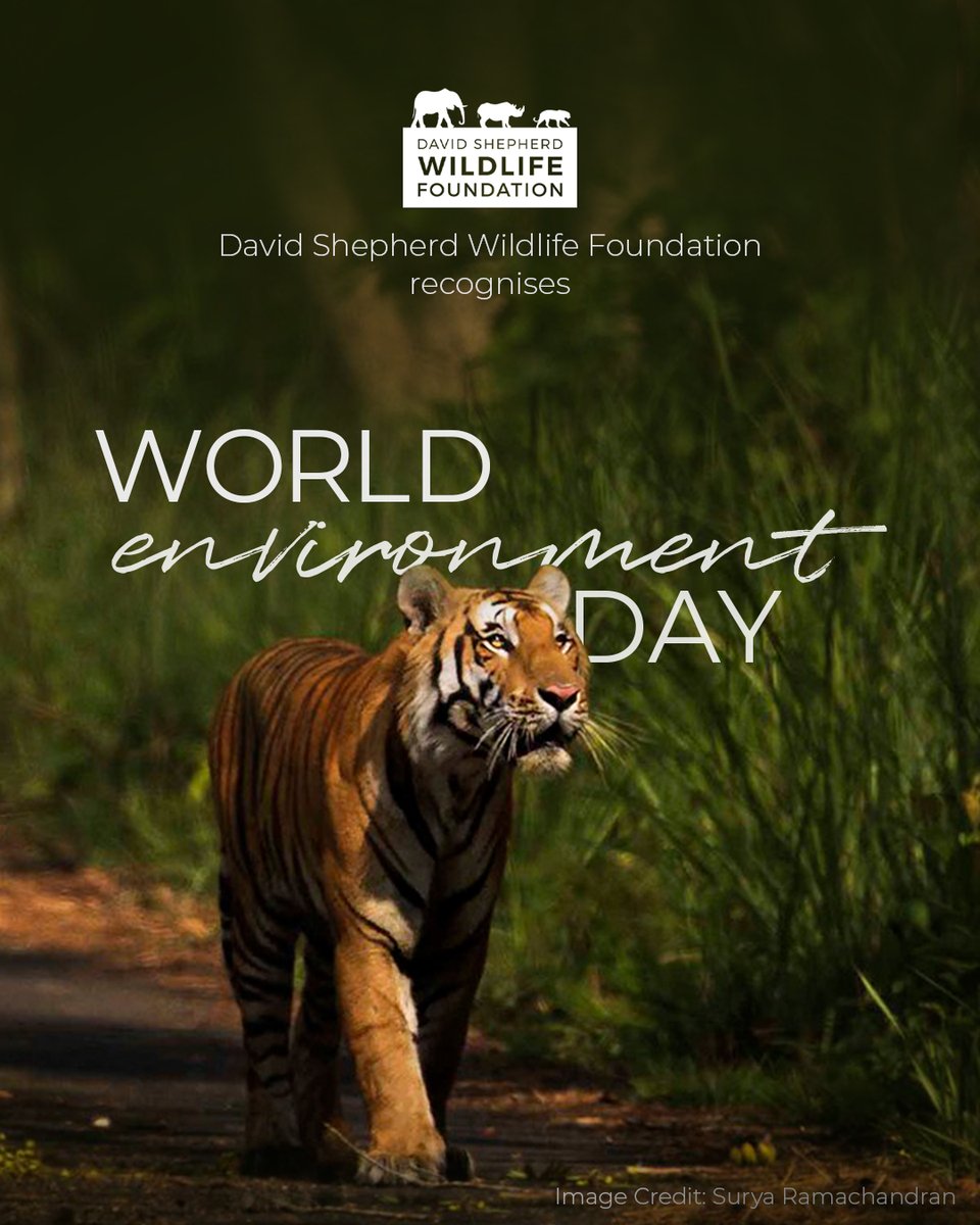 Today, on #WorldEnvironmentDay, we’re proud to stand with global voices calling for urgent action to protect our planet, for wildlife, wild spaces, and future generation.🌍

Discover more about the species we help to preserve🔗bit.ly/4kzaSpecies
#WildlifeConservation #DSWF