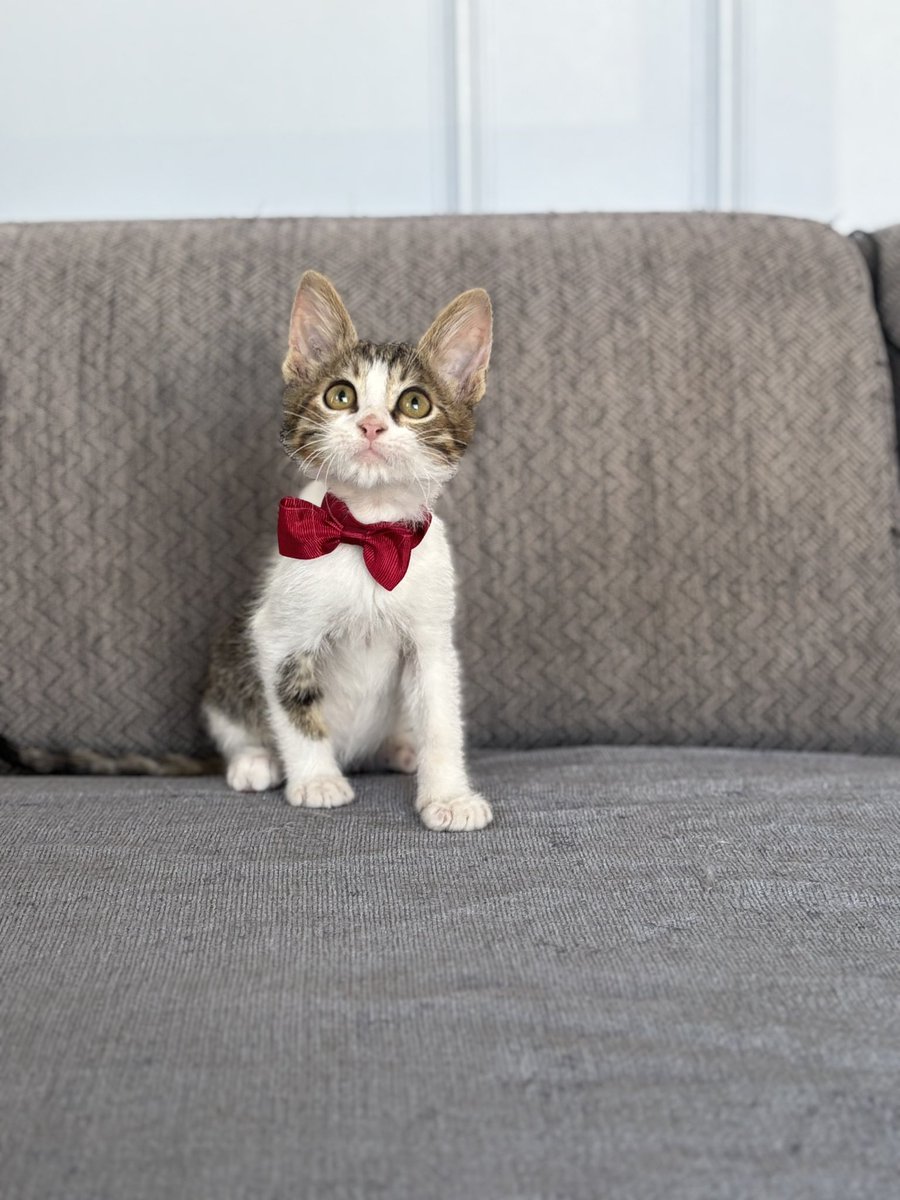 Beni niye beğenmediler