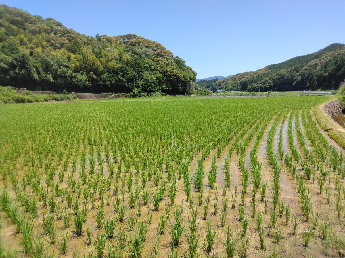 sirukumai's tweet photo. 去年８月に収穫して冷蔵保存したコシヒカリ100%🌾

シルク米2kg【玄米、精米したて選べます】
1名様に #プレゼント企画🍚
＼
🌾応募方法
①コメントでシルク米
②この投稿をリポスト(RP)

🌾応募締切
 2025/6/8(日)23:59まで
当選者はDMで連絡やりとりして数日後に精米して発送

＃高知県産コシヒカリ https://t.co/Kho97clmIN