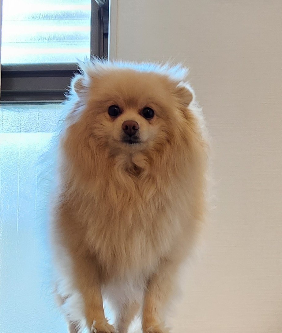 Okfh33's tweet photo. 耳がさがってるよ❓😊❤ https://t.co/JsSZQ7QTgD