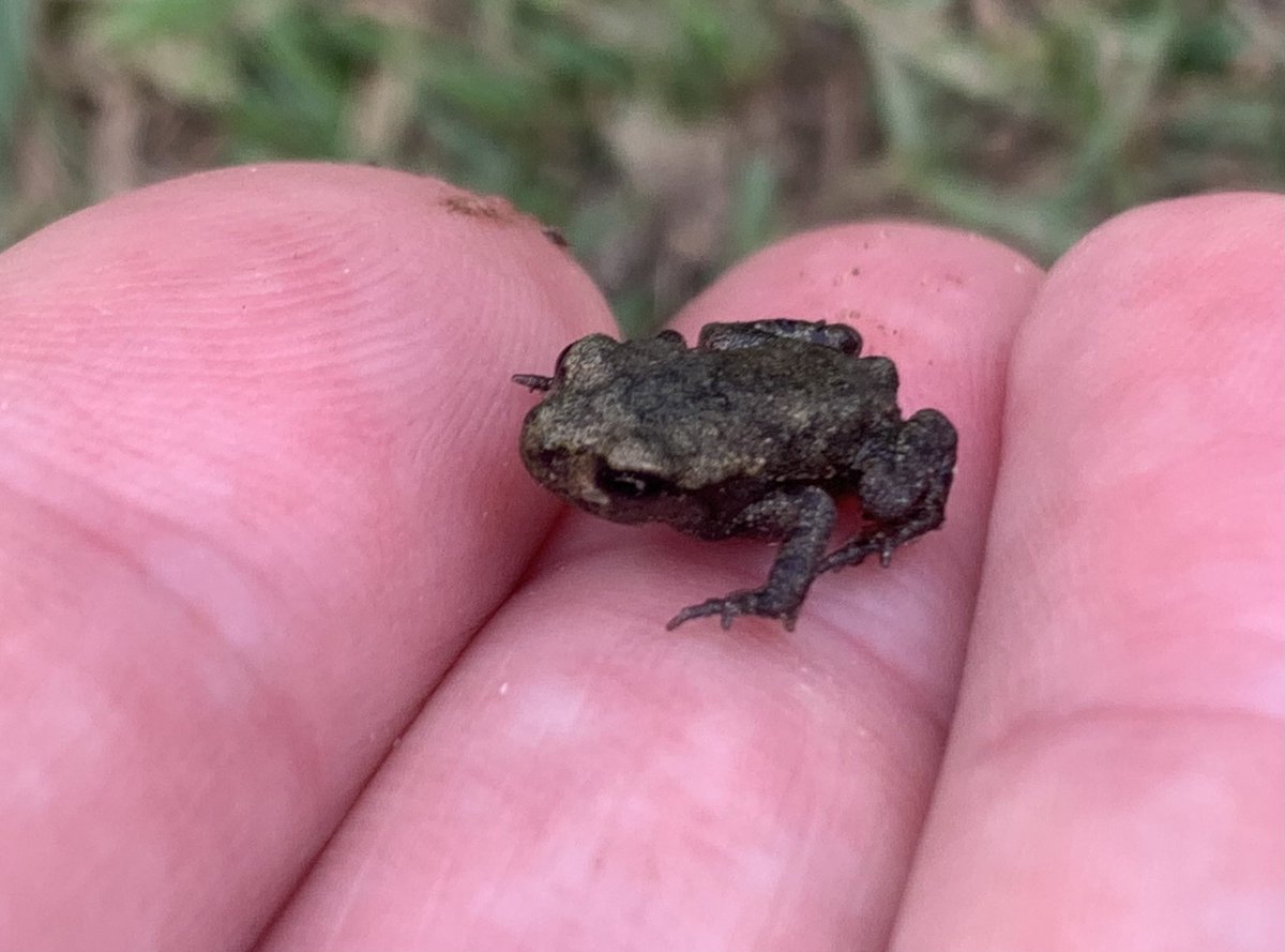 Allthingswildlife (@allthingswild01) on Twitter photo Literally thousands of tiny toadlets emerging from the reedbed <a href="/WKWT/">Warwickshire Wildlife Trust</a> Brandon marsh today! 🐸❤️ Literally thousands of tiny toadlets emerging from the reedbed <a href="/WKWT/">Warwickshire Wildlife Trust</a> Brandon marsh today! 🐸❤️