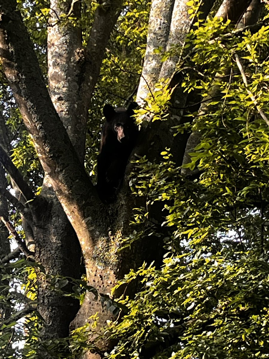 MattisonGafner's tweet image. #NEWS: The Conway Police say a call came in around 8:34 a.m. for a young bear sighting near the Harkrider and Oak Street area. Arkansas Game and Fish are now on the scene trying to get a game plan together to safely remove the bear from the area. More on @KARK4News @FOX16News…