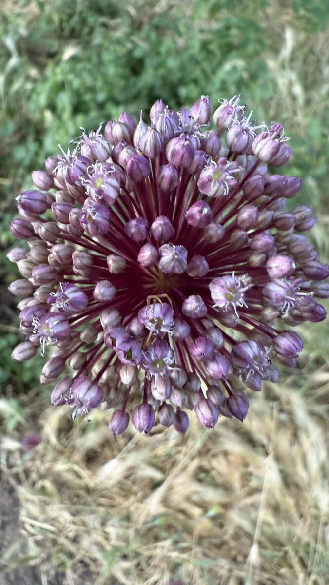 Yabani sarımsaklar tohuma kalktı. 

Kışa yine her yer dolar.