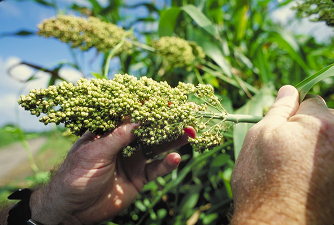 June’s Grain of the Month is Sorghum! Consumer knowledge of sorghum is on the rise with the increasing popularity of plant-based and gluten-free foods, and those trying it are loving what they have found so far. Learn more about this wonderful grain here: bit.ly/4dZtNTN