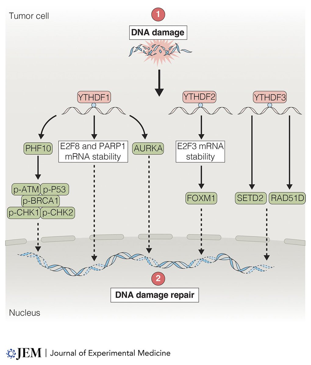 Journal of Experimental Medicine (@jexpmed) on Twitter photo Wen, <a href="/rweichselbaum/">Ralph Weichselbaum</a> et al. review how YTHDF proteins regulate tumor responses to radiotherapy by modulating DNA repair & the immune microenvironment & discuss their potential as therapeutic targets to enhance the efficacy of radiotherapy & #immunotherapy hubs.la/Q03qTwbh0 Wen, <a href="/rweichselbaum/">Ralph Weichselbaum</a> et al. review how YTHDF proteins regulate tumor responses to radiotherapy by modulating DNA repair & the immune microenvironment & discuss their potential as therapeutic targets to enhance the efficacy of radiotherapy & #immunotherapy hubs.la/Q03qTwbh0