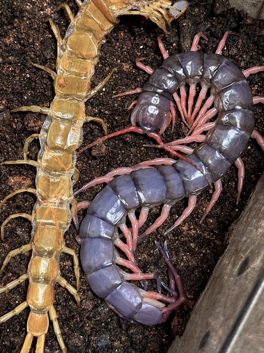 サバ (@godzilla4581) on Twitter photo 